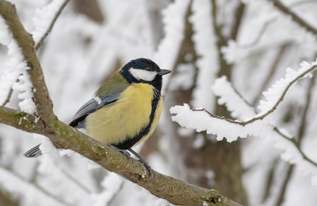 Bogatka Parus major Ptak siedzi na gałęzi