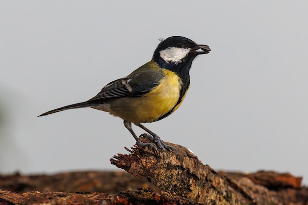 Bogatka (Parus major). Ptak z ziarnem słonecznika w dziobie.