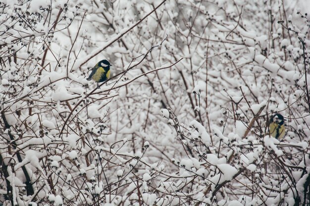 Bogatka Parus major siedzi na czubku cienkiej gałęzi, a jej dziób jest pokryty śniegiem