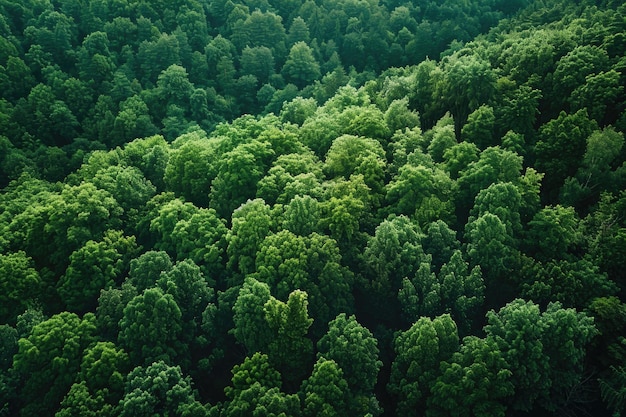 Bogaty zielony las z drzewami o różnych rozmiarach Drzewa są gęsto ułożone tworząc poczucie głębi i uczucie bycia otoczonym przez naturę Koncepcja spokoju i spokoju