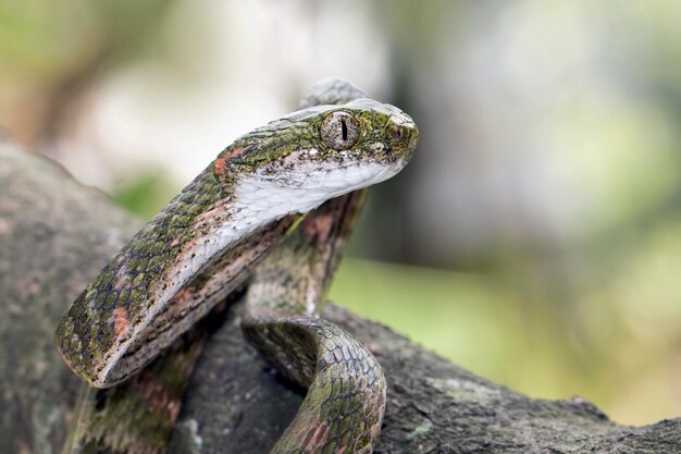 Boiga bengkuluensis głowa zbliżenie węża z naturalnym