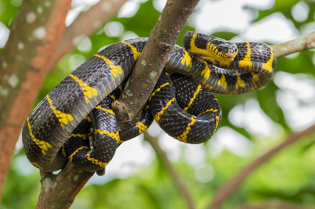 Boiga dendrophila, powszechnie nazywany wężem namorzynowym lub wężem kota ze złotymi pierścieniami na dzikich zwierzętach