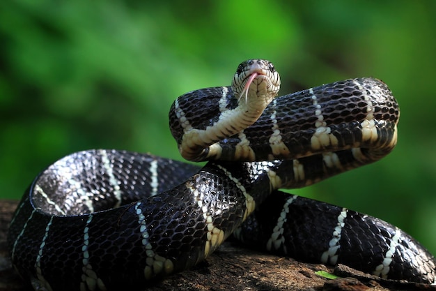 Boiga wąż gotowy do ataku Boiga dendrophila zbliżenie zwierząt