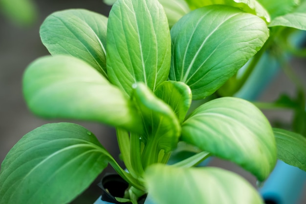 Bok Choy Lub Kapusta Pekińska