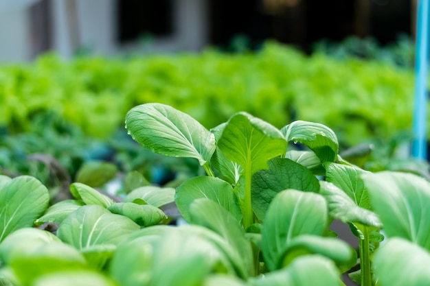 Zdjęcie bok choy lub kapusta pekińska