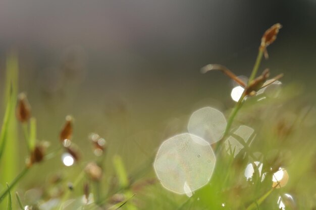 Zdjęcie bokeh na trawie