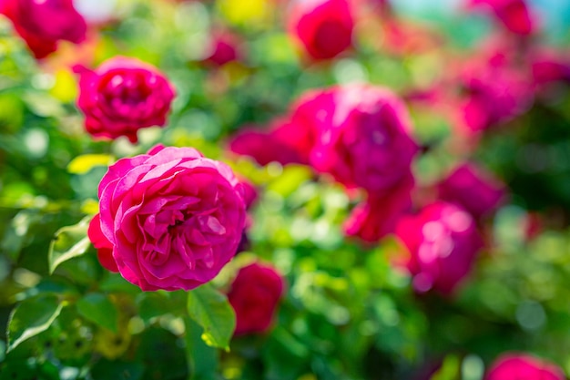 Bokeh natura, kwitnące róże żywe kolorowe kwiaty ogrodowe. Naturalne piękno w koncepcji natury