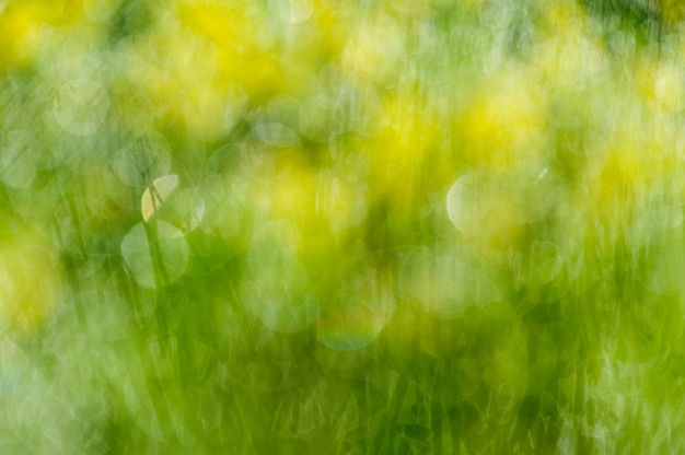 Bokeh zielone liście