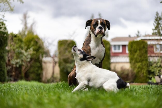 Bokser Pies i Zabawka Foksterier Siedzący Na Trawie na Zewnątrz