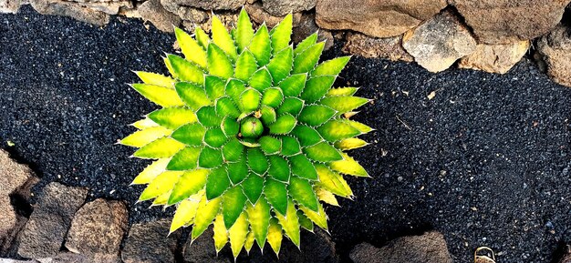 Bonito kaktus redondo na Lanzarote