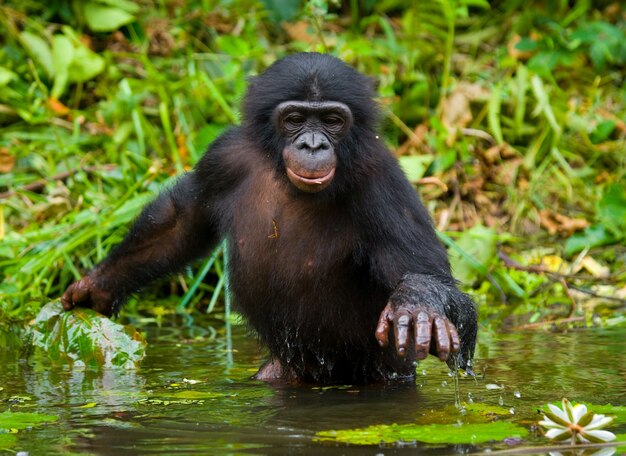 Bonobo jest po pas w wodzie i próbuje zdobyć jedzenie. Demokratyczna Republika Konga. Park Narodowy Lola Ya Bonobo.