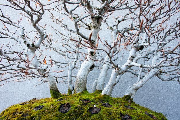 Bonsai bukowe