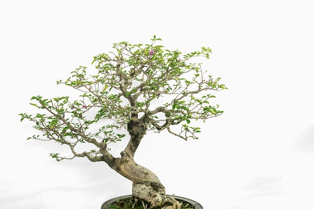 Bonsai do wnętrz, na czystym białym tle