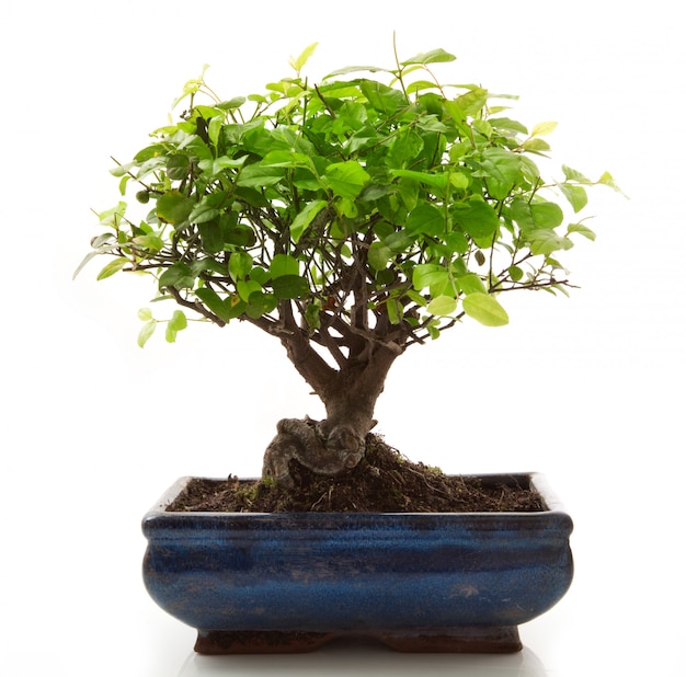 Bonsai Drzewo Na Bielu