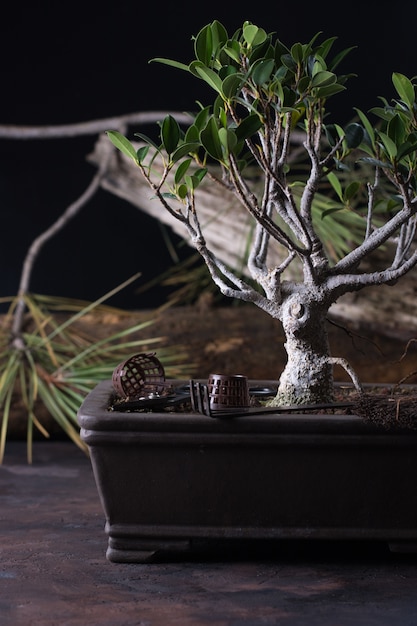 Zdjęcie bonsai juniperus chinensis