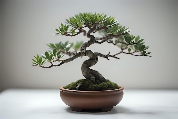 Bonsai mini