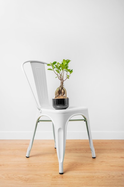 Bonsai na białym krześle ogrodowym na drewnianej podłodze