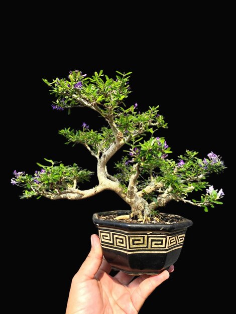 Bonsai na drewnianej powierzchni z światłem słonecznym świecącym przez poziome zasłony