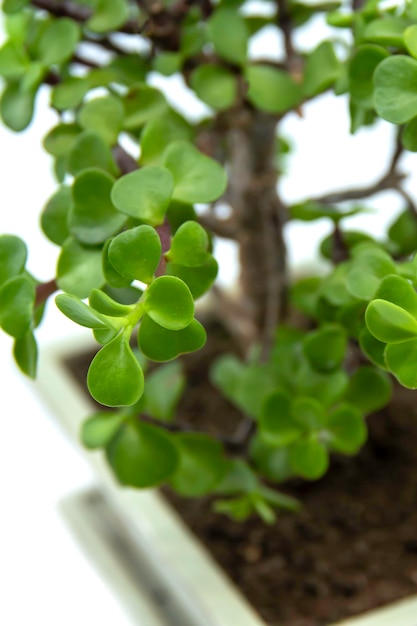 Bonsai Portulacaria na białym tle Portulacaria afra lub Elephant Bush to mały liść...