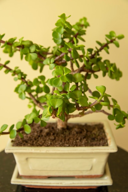 Bonsai Portulacaria na białym tle Portulacaria afra lub Elephant Bush