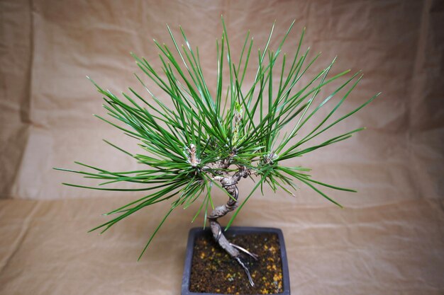 Zdjęcie bonsai sosnowe