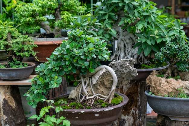 Zdjęcie bonsai to małe drzewo, które zostało zmniejszone.