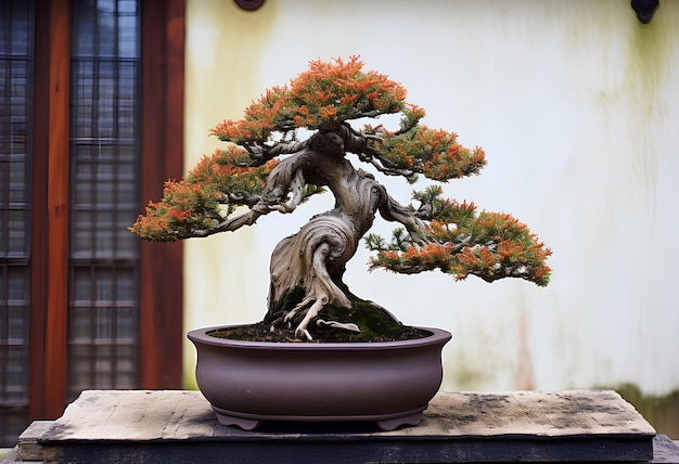 Bonsai w surowym stylu