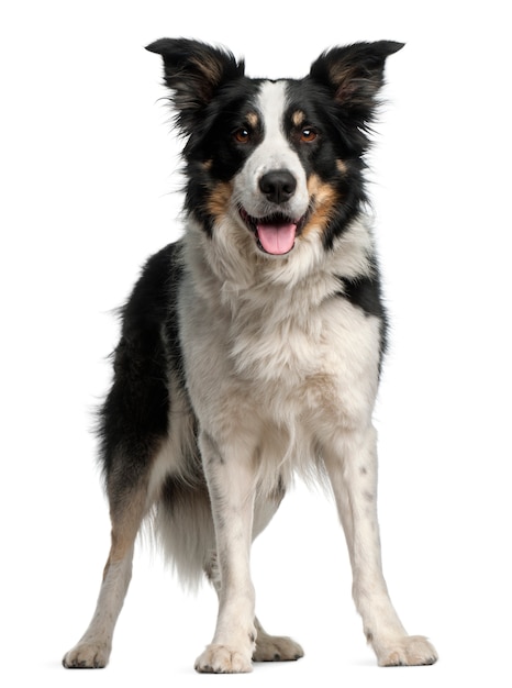 Border Collie, 5 i pół roku, stojący