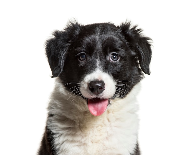 Border Collie, 9 tygodni, przed białym tłem