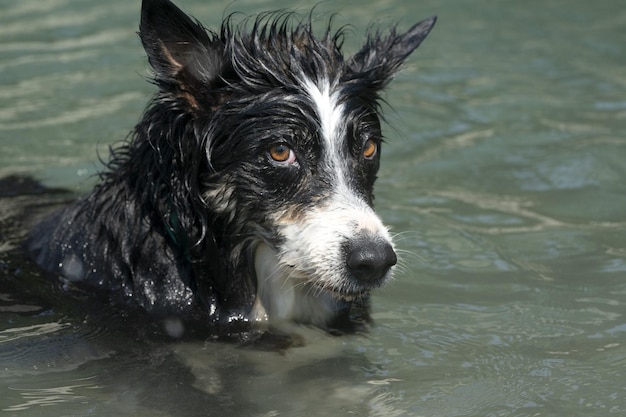 Border collie bawiący się w rzece