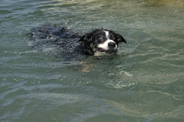 Border collie bawiący się w rzece