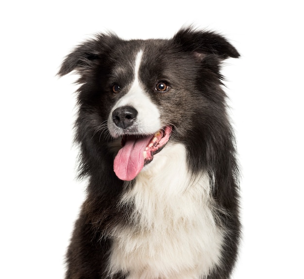 Border Collie dyszy na białym tle