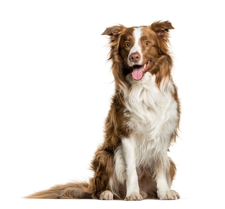 Zdjęcie border collie dyszy na białym tle