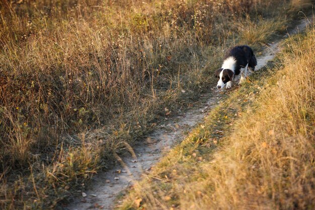 Border Collie idzie na jesienne suche pole.