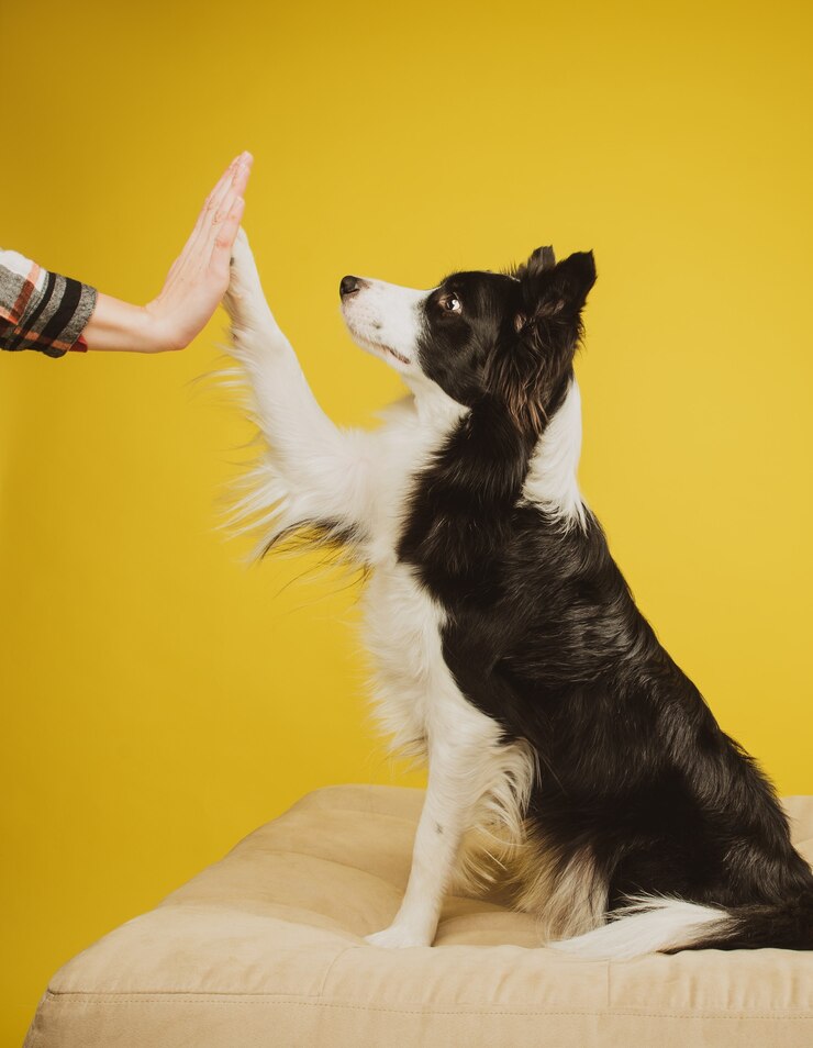 Border Collie na piątkę