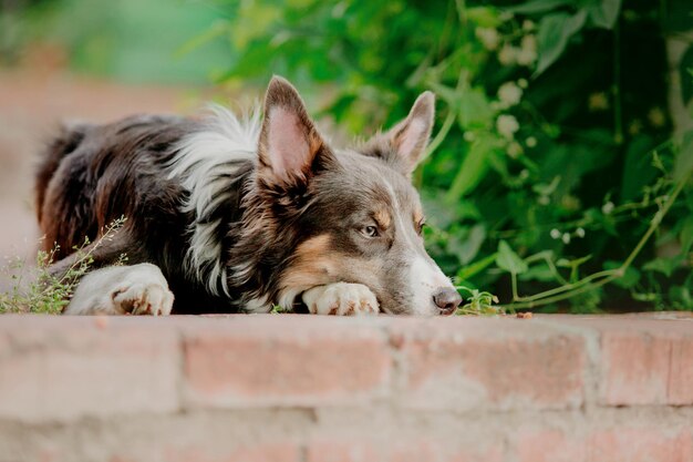 Zdjęcie border collie na spacerze po mieście pies w mieście