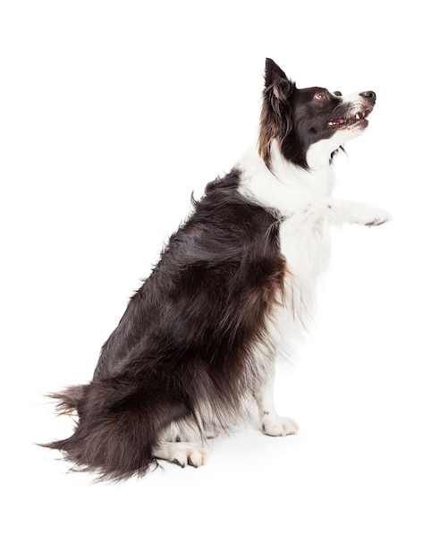 Border Collie Paw Shake