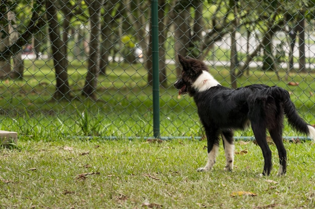 Border Collie Pies Bawi Się I Bawi W Parku. Selektywne Skupienie.