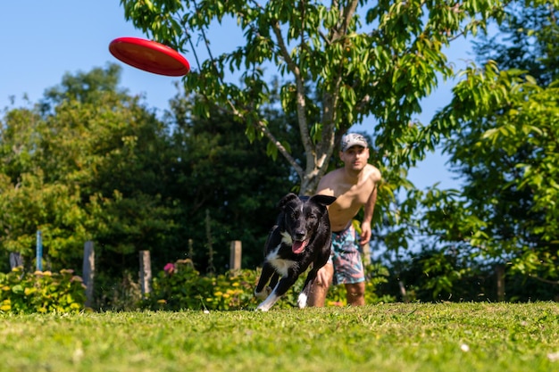 Border collie pies bawi się z frisbee w zielonym parku z drzewami
