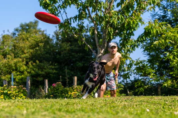 Border Collie Pies Bawi Się Z Frisbee W Zielonym Parku Z Drzewami