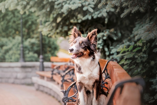 Border collie pies na porannym spacerze