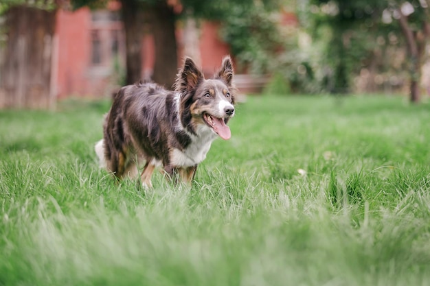 Border collie pies na spacerze