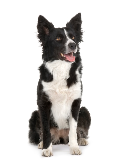 Border Collie pies portret na białym tle