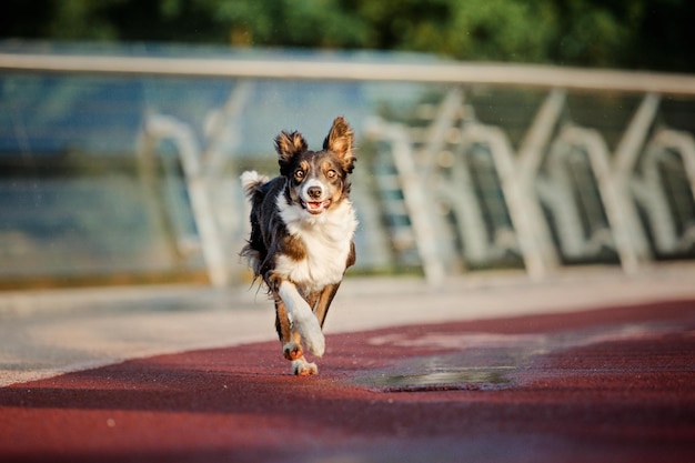 Border collie pies rano