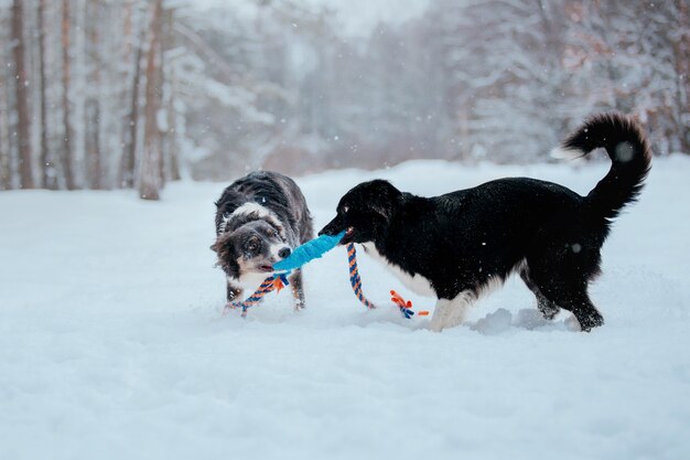 Border collie pies w śniegu