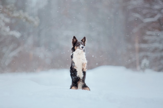 Border collie pies w śniegu