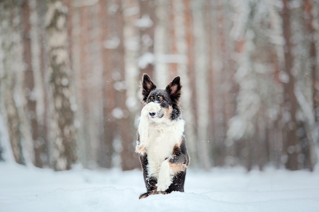 Border collie pies w śniegu