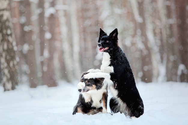 Border collie pies w śniegu