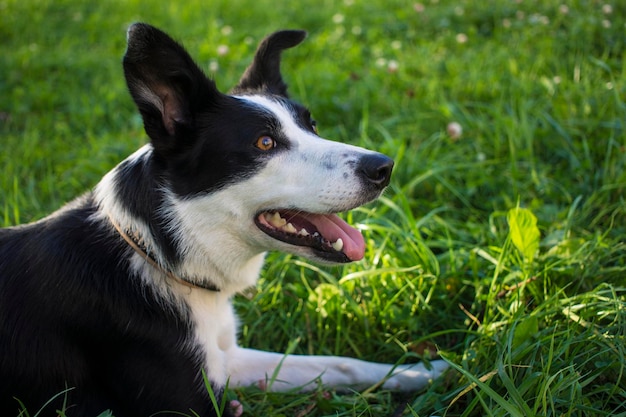 Border collie pies wiosna portret spaceru w zielonych polach