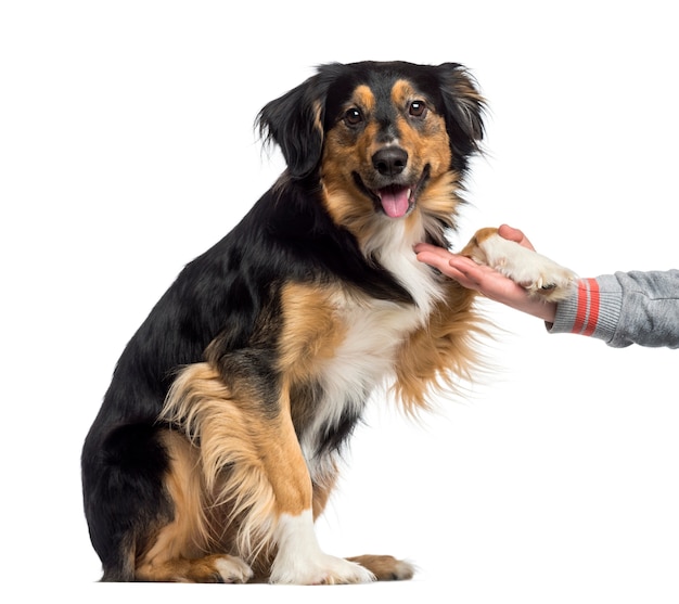 Border Collie Podający łapę